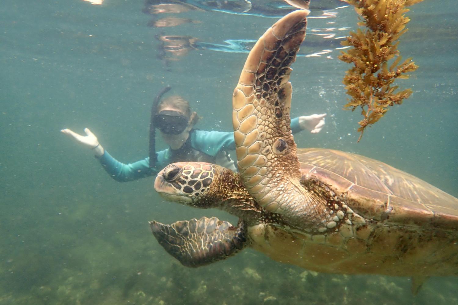 一名<a href='http://94.ngskmc-eis.net'>博彩网址大全</a>学生在Galápagos群岛游学途中与一只巨龟游泳.